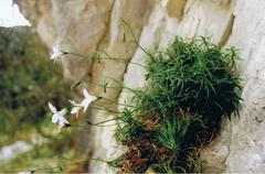 Wahlenbergia matthewsii