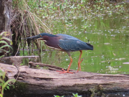 Green Heron photographed in Arkansas