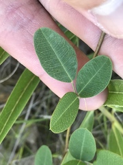 Lespedeza texana