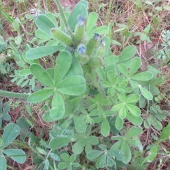 Lupinus subcarnosus