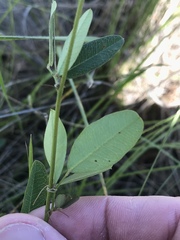Lespedeza texana