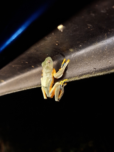 Rhacophorus reinwardtii, 2026-06-20