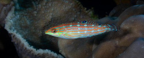 Halichoeres claudia observed 2026-06-06