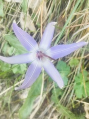 Erythronium hendersonii