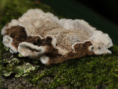 Datronia brunneoleuca