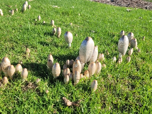 Shaggy Mane