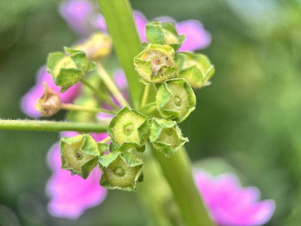 Malva cavanillesiana