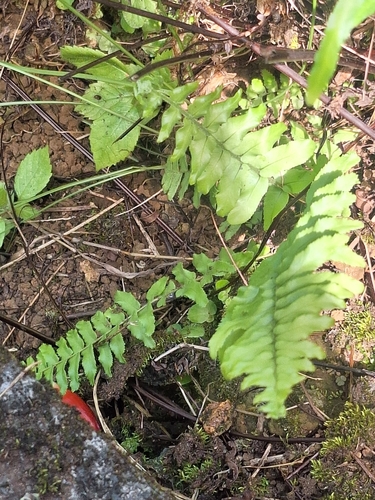 Nephrolepis brownii observed 2026-06-20
