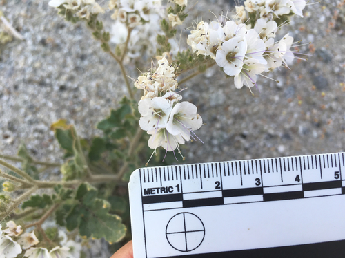 Cleftleaf wildheliotrope (Phacelia crenulata)