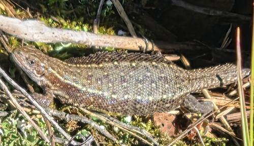 Viviparous Lizard