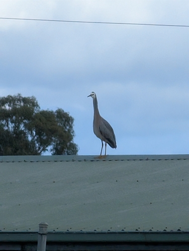 White-faced Heron
