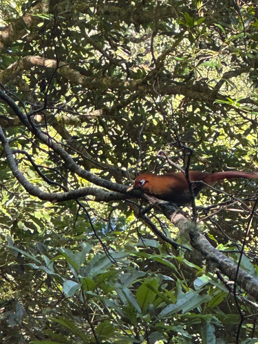 Rusty Laughingthrush (Pterorhinus poecilorhynchus), photo 4