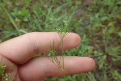 Ptilimnium capillaceum