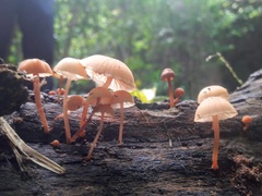Mycena parsonsii