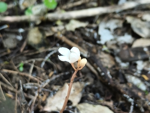 Didymoplexis pallens observed 2026-06-21