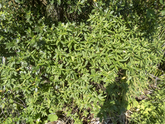 Veronica stricta