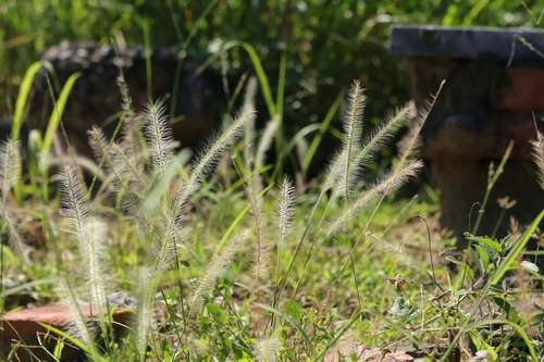 Perotis indica observed 2026-06-20