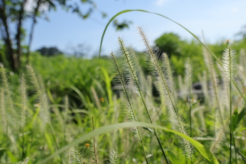 Perotis indica observed 2026-06-20