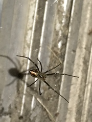 Latrodectus hesperus