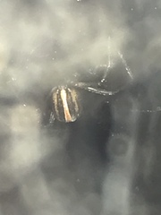 Latrodectus hesperus