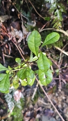 Lophomyrtus × ralphii, photograph author not stated, no rights reserved