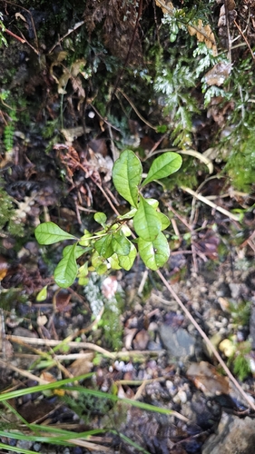 Lophomyrtus × ralphii, photograph 4