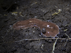 Arthurdendyus triangulatus