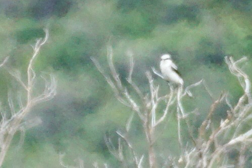 Northern Shrike