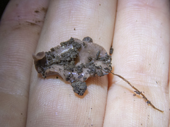 Arthurdendyus triangulatus