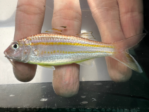 Beach goatfish (Upeneus sulphureus) — Mullidae — 3
