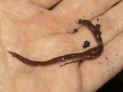 Arthurdendyus triangulatus