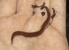 Arthurdendyus triangulatus