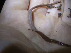 Arthurdendyus triangulatus