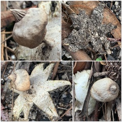 Geastrum tenuipes