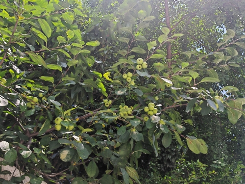 Malus spectabilis