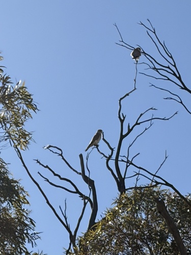 Nankeen Kestrel