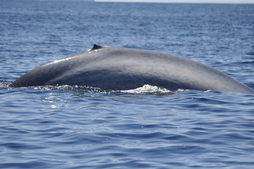 A blue whale off Monterey