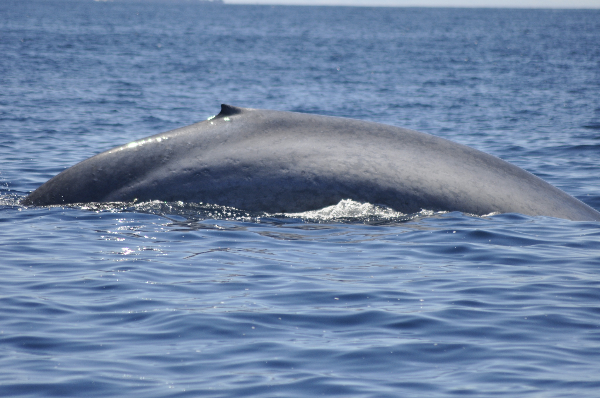 Balaenoptera musculus