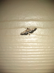Desmia subdivisalis