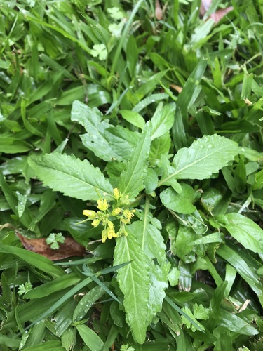 Rorippa indica