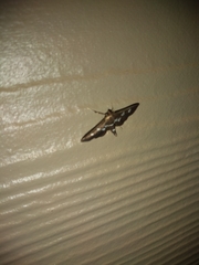 Desmia subdivisalis