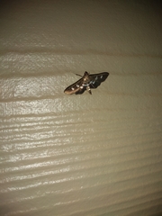Desmia subdivisalis