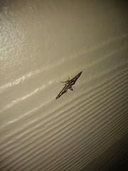 Desmia subdivisalis