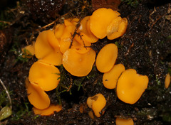 Phaeohelotium baileyanum