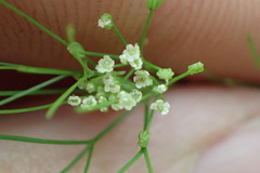 Ptilimnium capillaceum