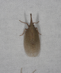Rentinus dilatatus