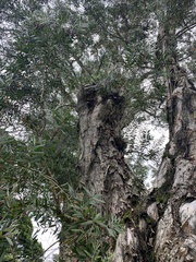 Melaleuca cajuputi cumingiana
