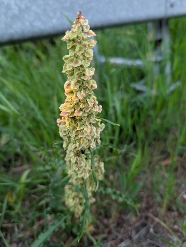 Rumex longifolius iNat (1)
