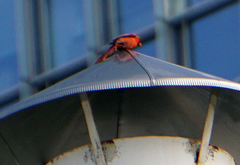 Cardinalis cardinalis