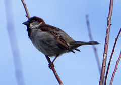 Passer domesticus